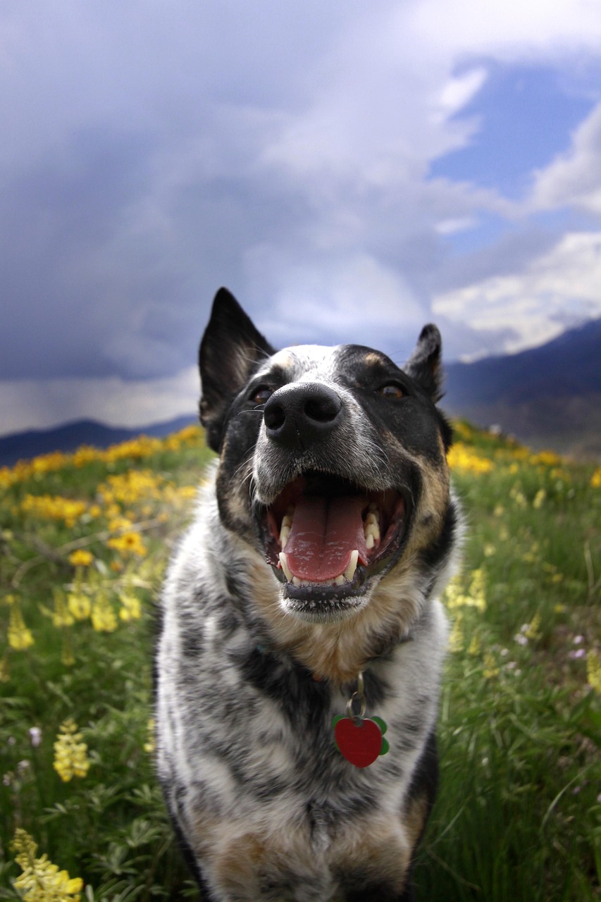 Perro feliz