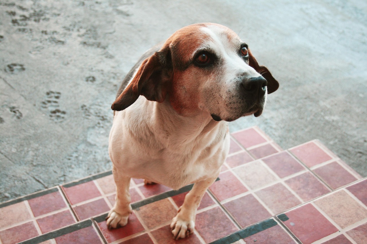 Historia de AdoptaOS